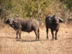 76 Buffalos wary.jpg (179kb)